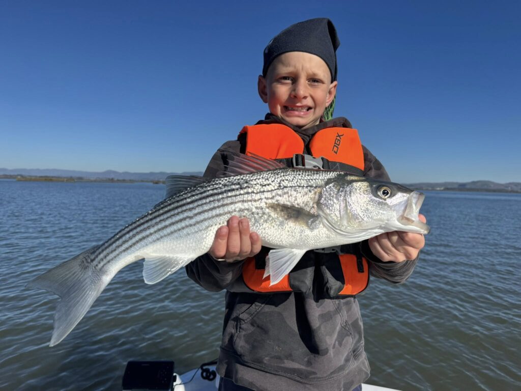 A very young angler with a beautiful Napa River Striper caught on a fishing charter.