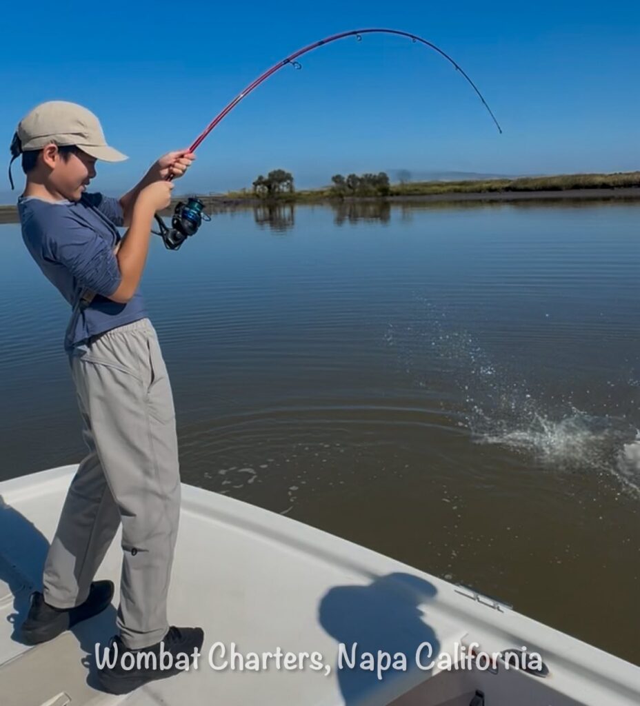A young angler hooked into a big Napa River Striper on light tackle casting lures in the shallows. Full bend in the rod.
