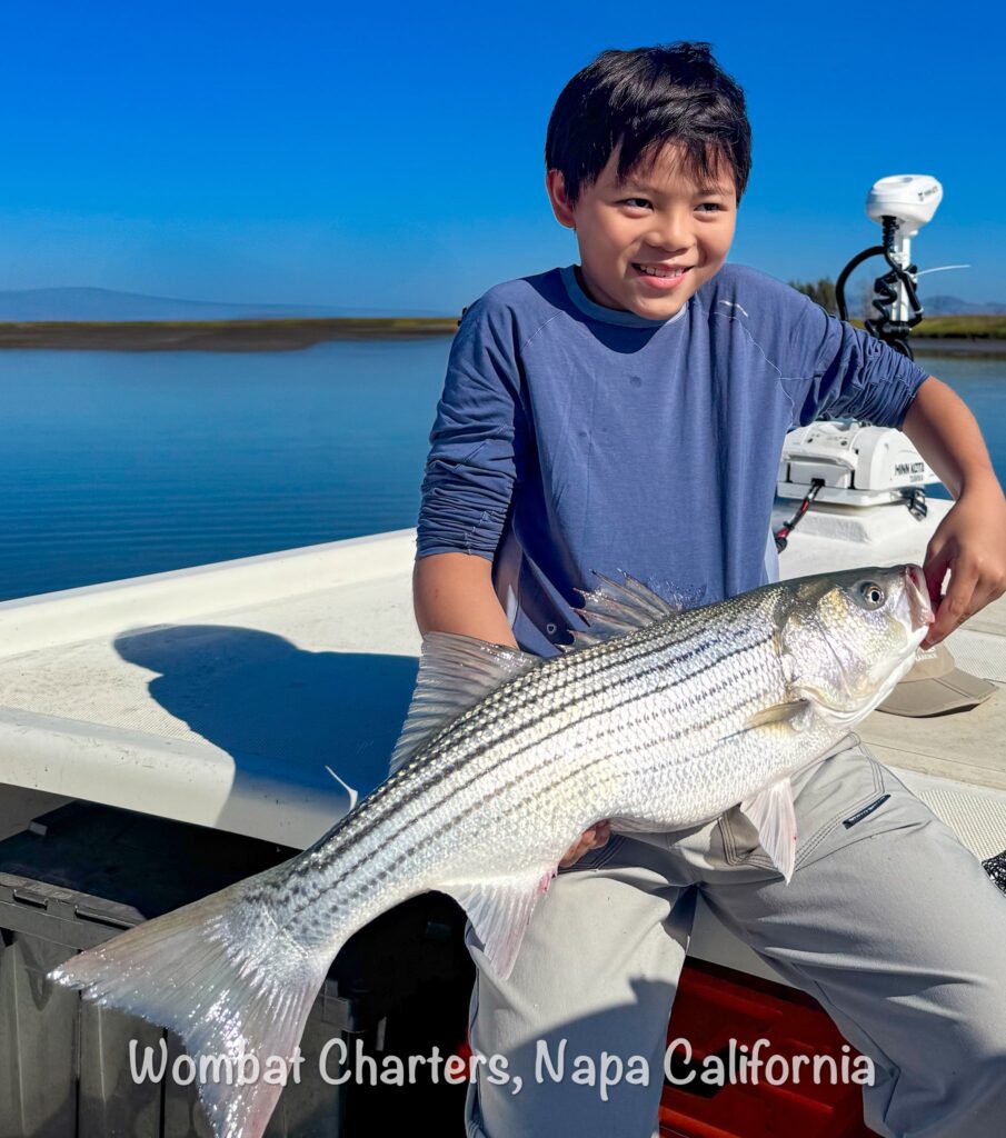 A proud young angler with his first Striped Bass caught on the Napa River with Capt. Aussie Bob, Wombat Charters - Napa California.