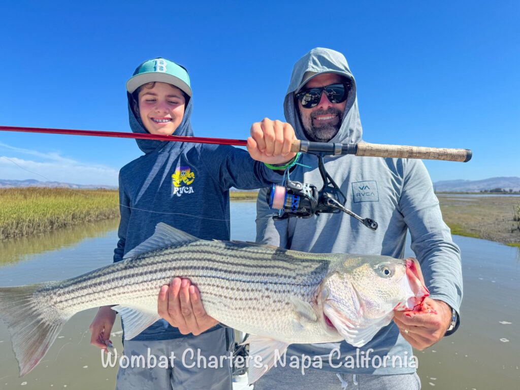 Father and son duo with a beautiful, big Napa River Striper casting lures on light tackle.