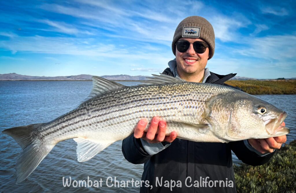 A beautiful, big Napa River Striped Bass. Caught with Captain Aussie Bob, Wombat Charters Napa California.