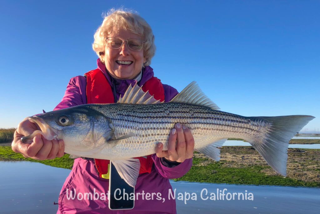 Caught on a Napa River Striped Bass Fishing Charter. Striped Bass caught while casting lures on spinning gear.