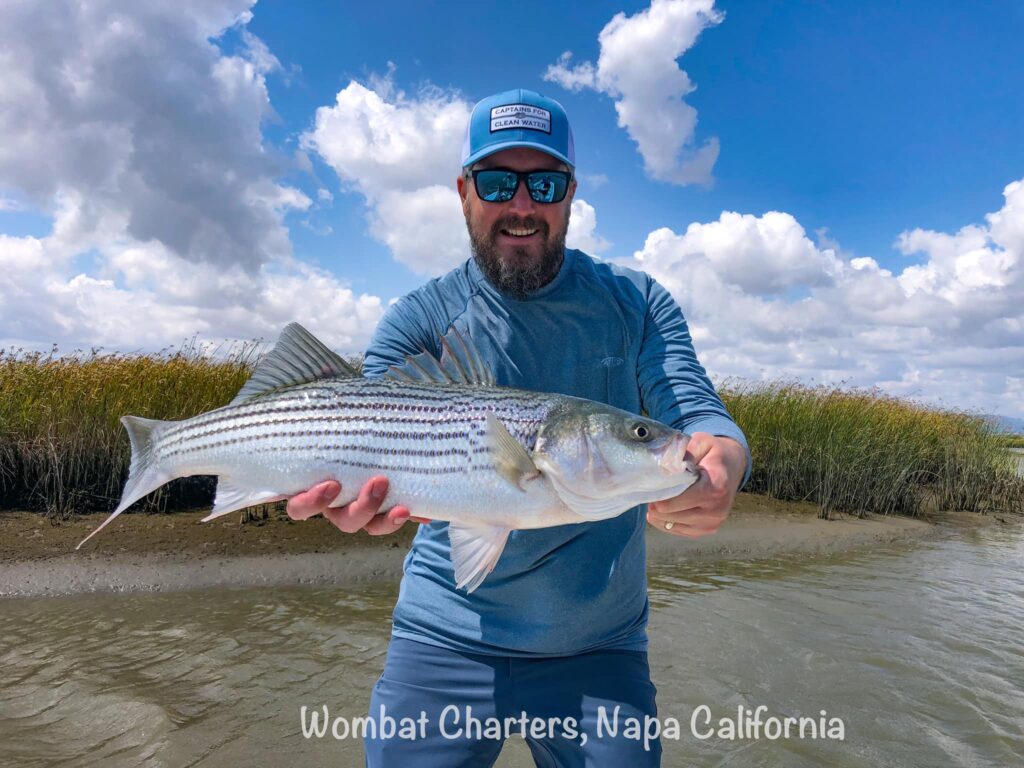 Striper caught while casting lures on spinning gear. Light tackle, shallow water.