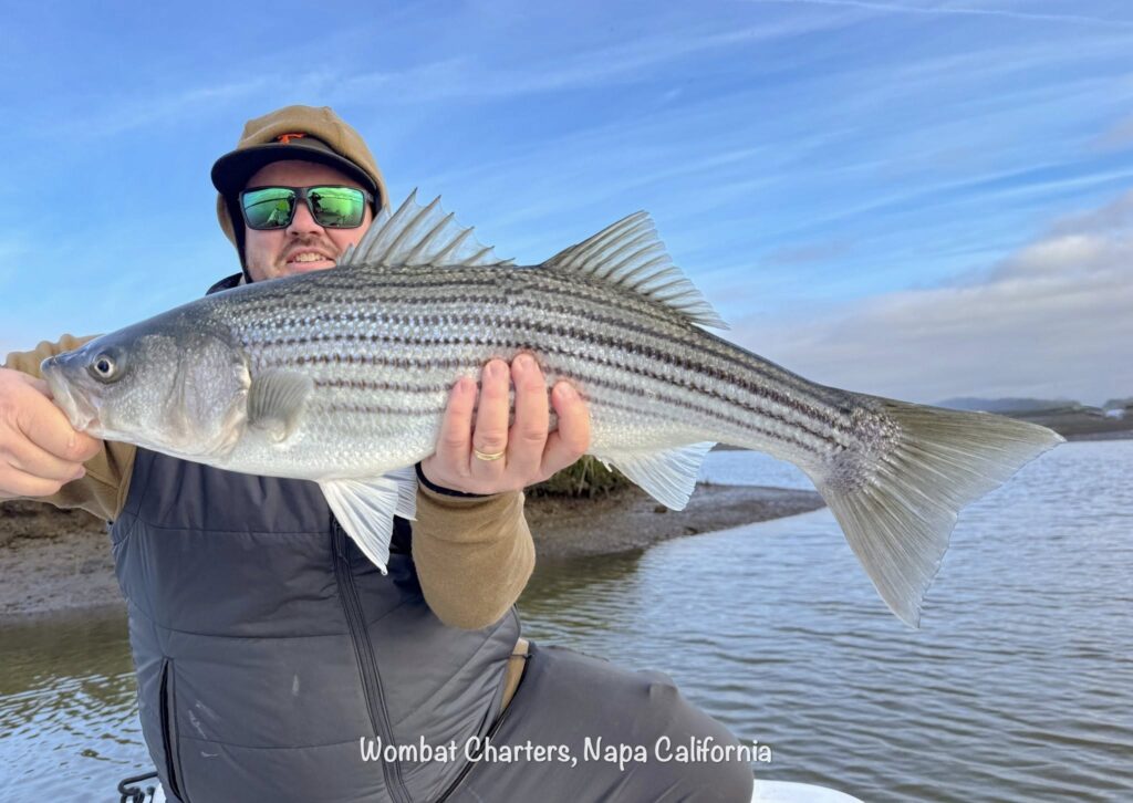 Saltwater Fly Fishing for Striped Bass on the Napa River.