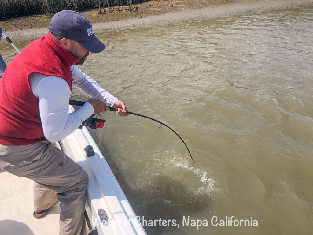 Fighting a fish around the boat in the Napa River.