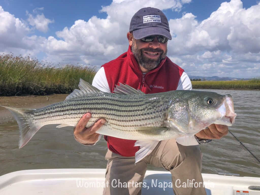 Striper caught while casting lures on light tackle spinning gear in shallow water.