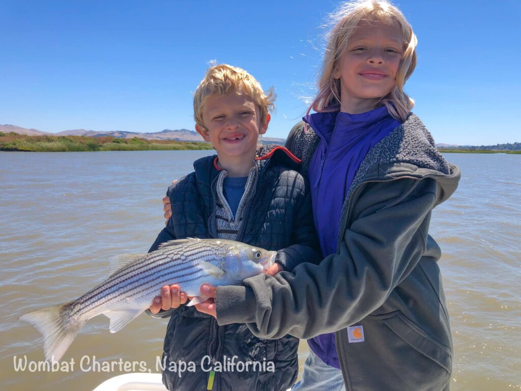 Striper caught while casting lures on spinning gear. Caught on a Napa River Striped Bass Fishing Charter. Casting lures on light tackle.