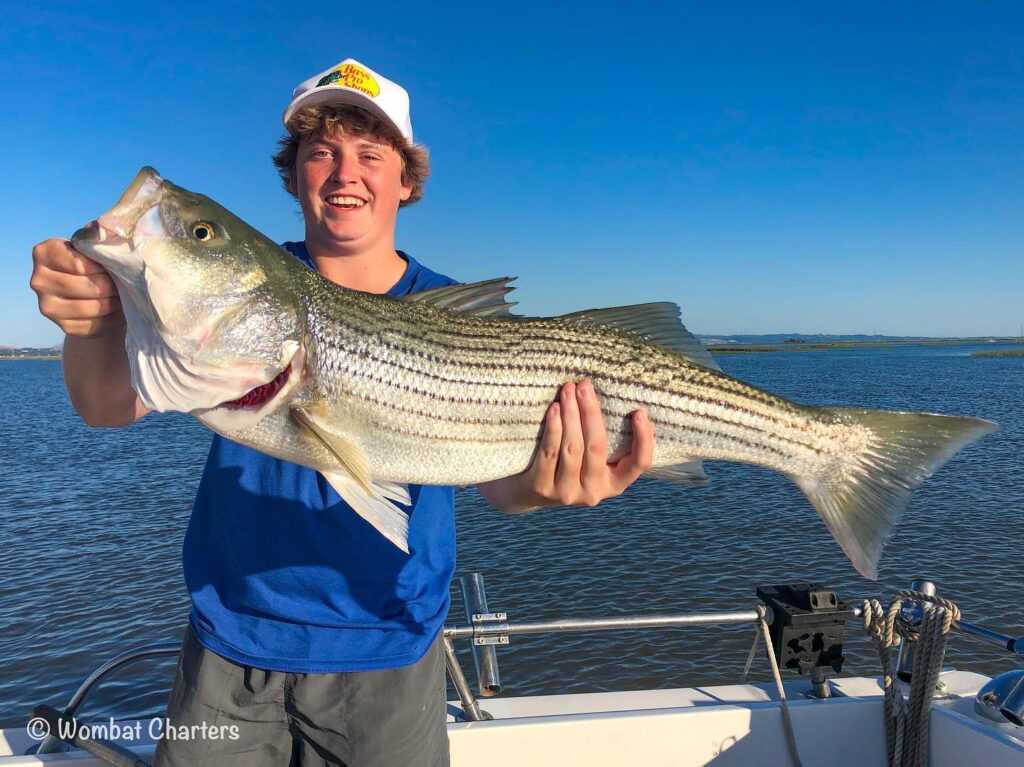 A big Striped Bass caught while casting lures on light spinning gear.