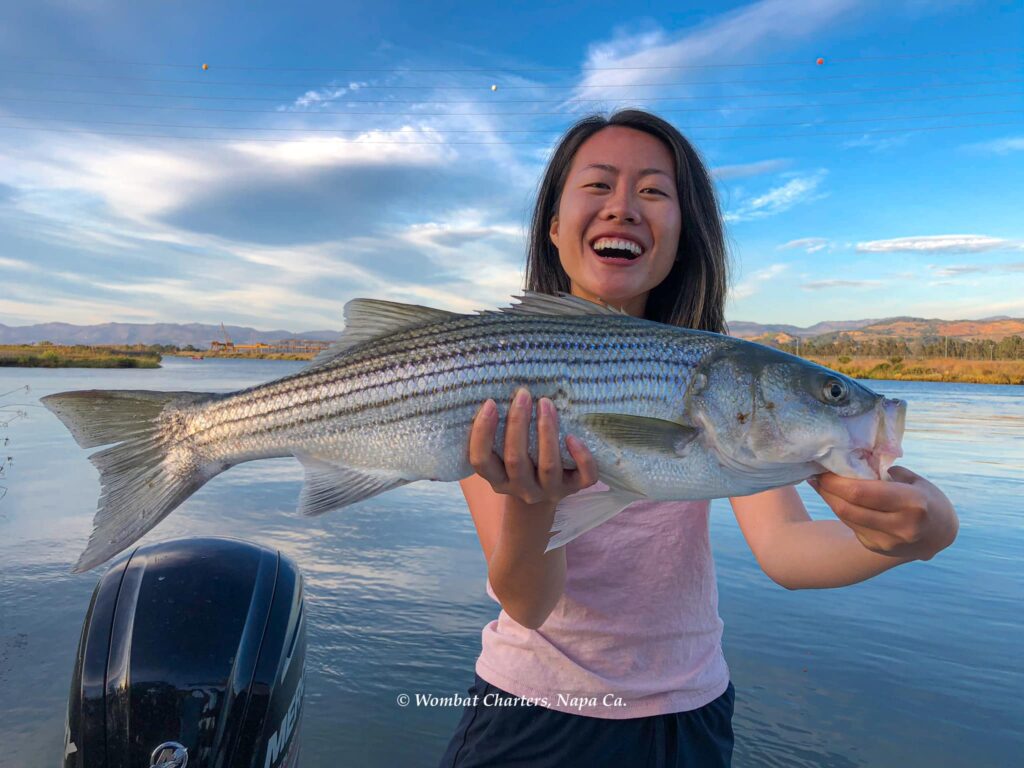 Caught on a Napa River Striped Bass Fishing Charter. Casting lures on light tackle.