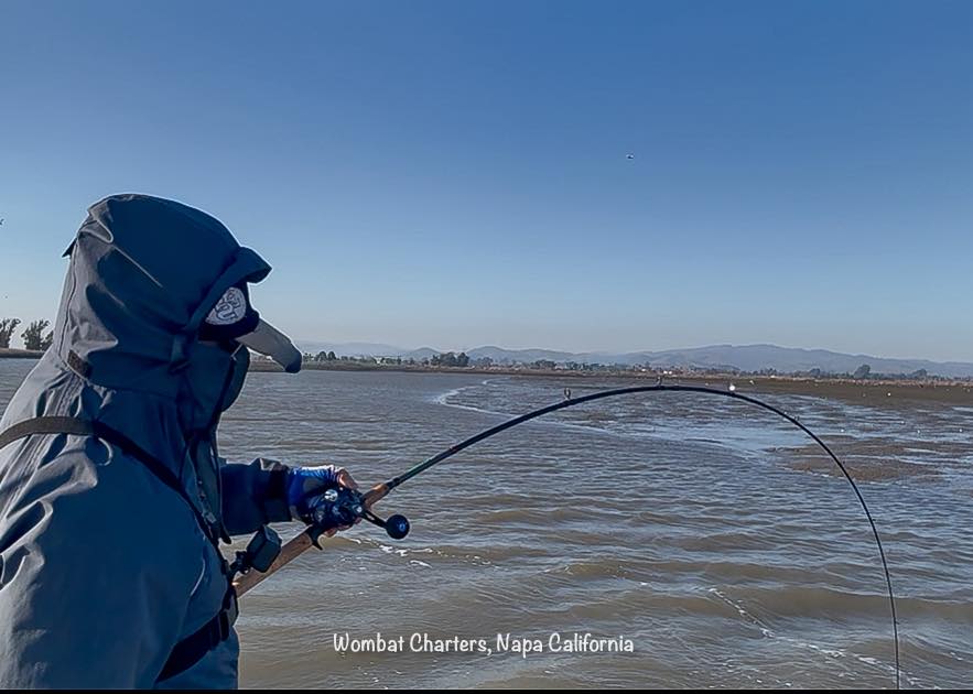 Casting lures to Napa River Stripers in the shallows