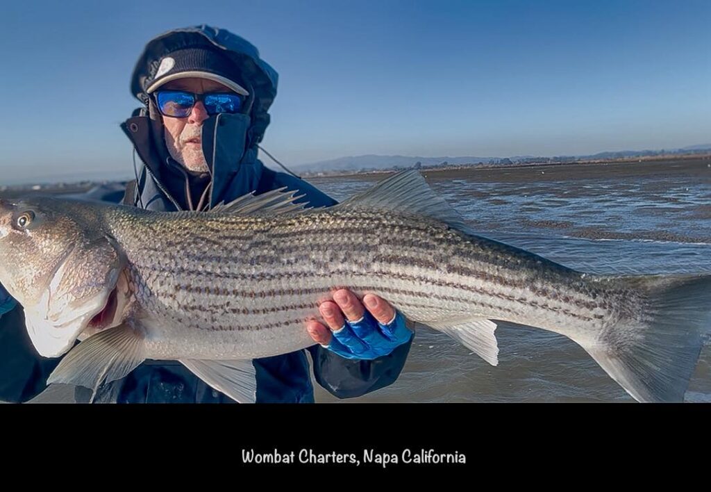 Big Striped Bass on lures in the Napa River