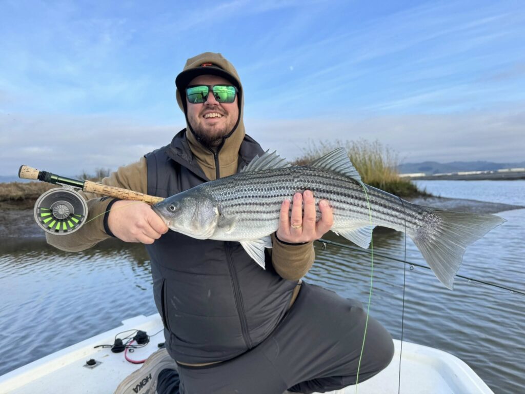 Napa River Striper on Saltwater Fly