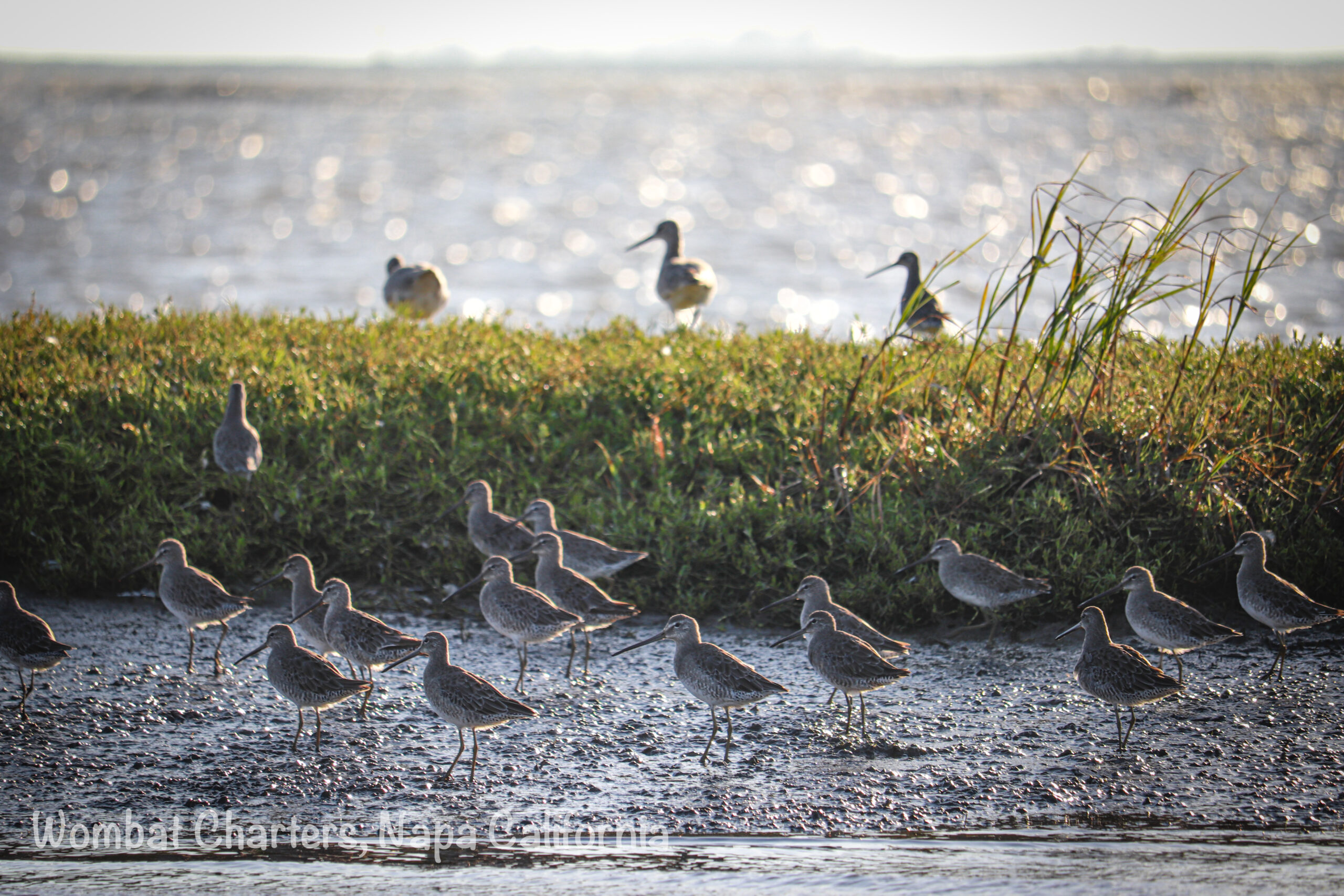 Dowitchers feeding on the mudflats at low tide.