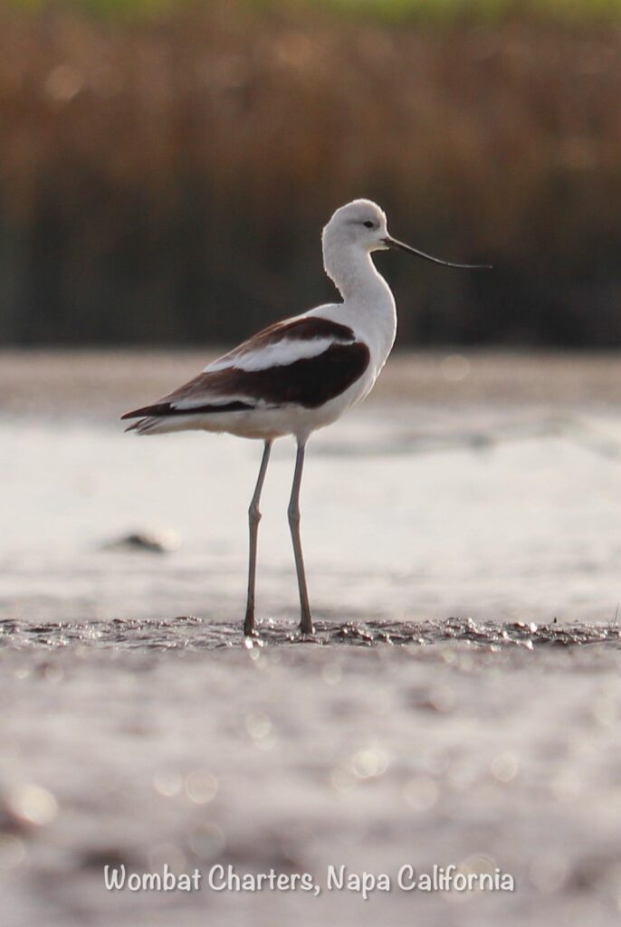 Migratory shorebirds feeding on the Napa River wetlands mudflats.