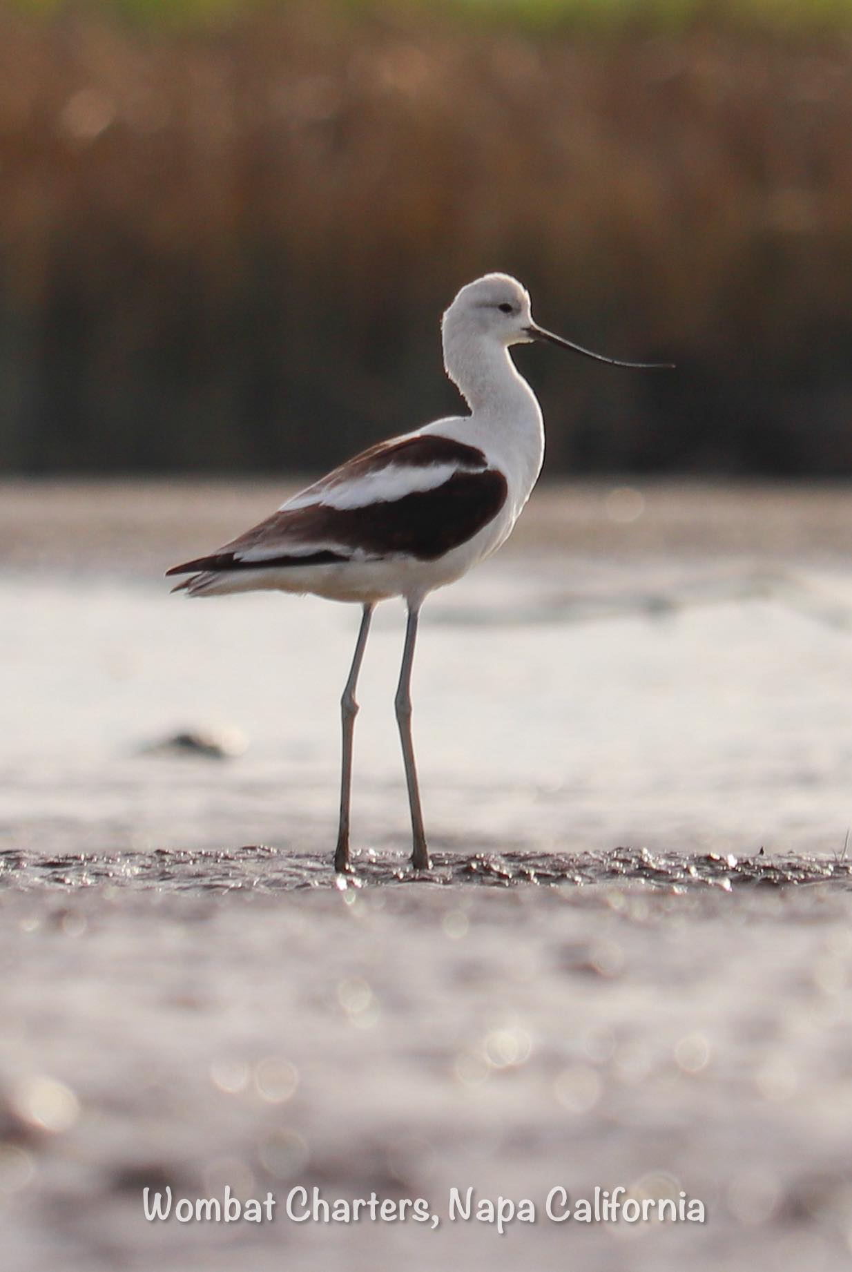 Migratory shorebirds feeding on the Napa River wetlands mudflats.