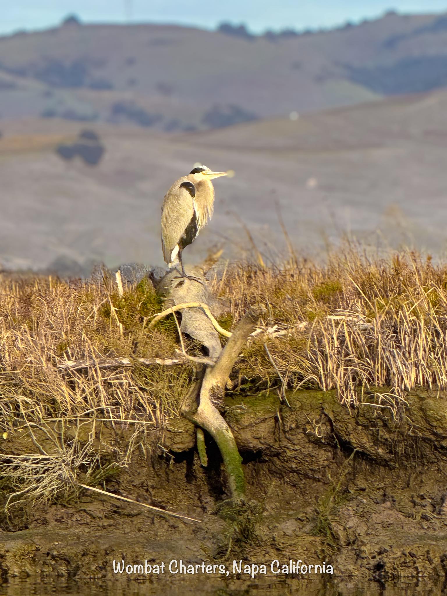 Great Blue Heron in the Napa River Wetlands.