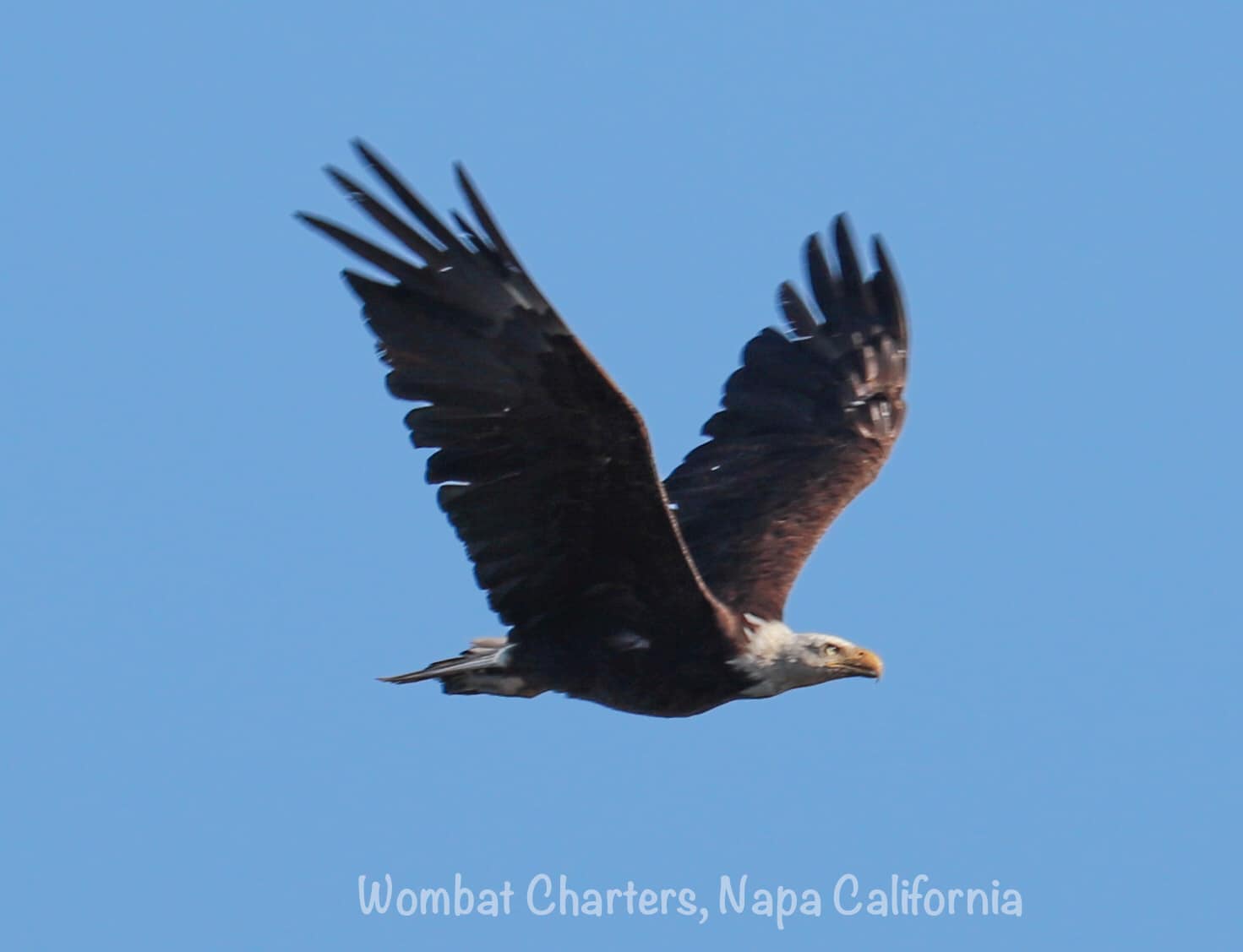 A Bald Eagle is a rare sight and a treat in the Napa-Sonoma Marshes.