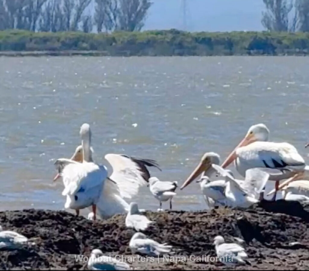 napa river cruises and birdwatching tours