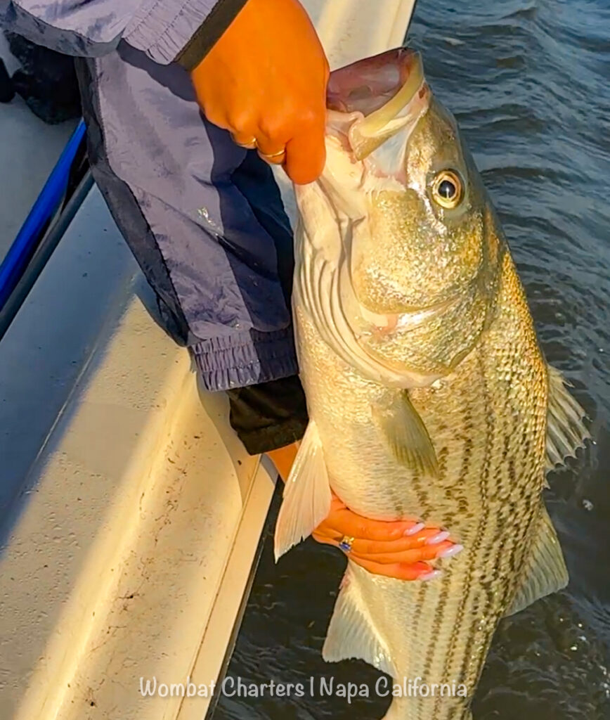 catch and release stripers on a napa river guided fishing charters