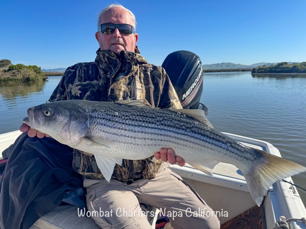 Napa River Striped Bass Guided Fishing Charters on the Napa River just south of downtown Napa and the Napa Valley.