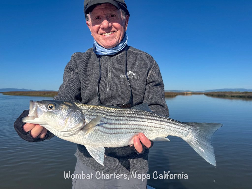 Napa River Striped Bass Guided Fishing Charters on the Napa River just south of downtown Napa and the Napa Valley.