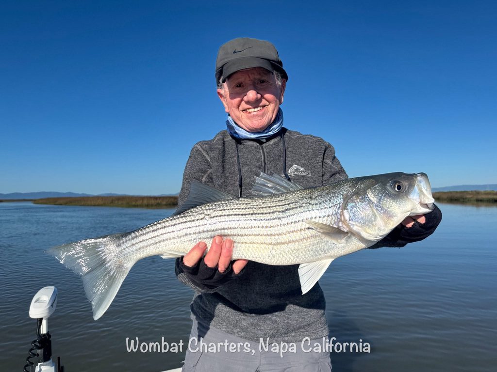 Napa River Striped Bass Guided Fishing Charters on the Napa River just south of downtown Napa and the Napa Valley.