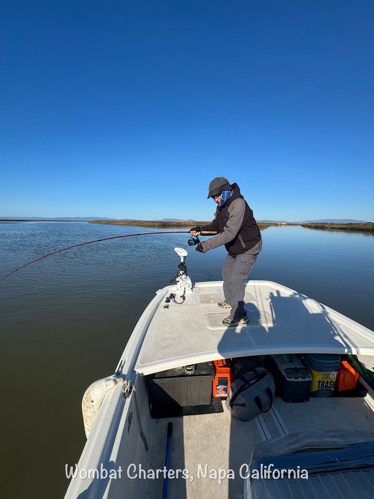 Napa River Striped Bass Guided Fishing Charters on the Napa River just south of downtown Napa and the Napa Valley.