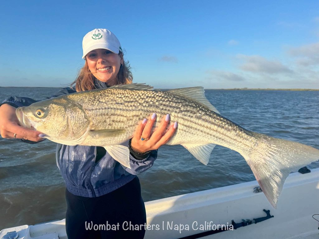 Napa River Striped Bass Guided Fishing Charters on the Napa River just south of downtown Napa and the Napa Valley.