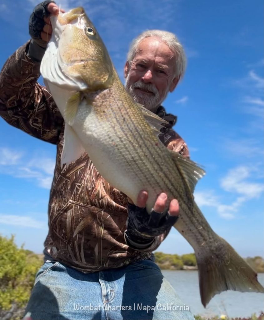 Napa River Striped Bass Guided Fishing Charters on the Napa River just south of downtown Napa and the Napa Valley.