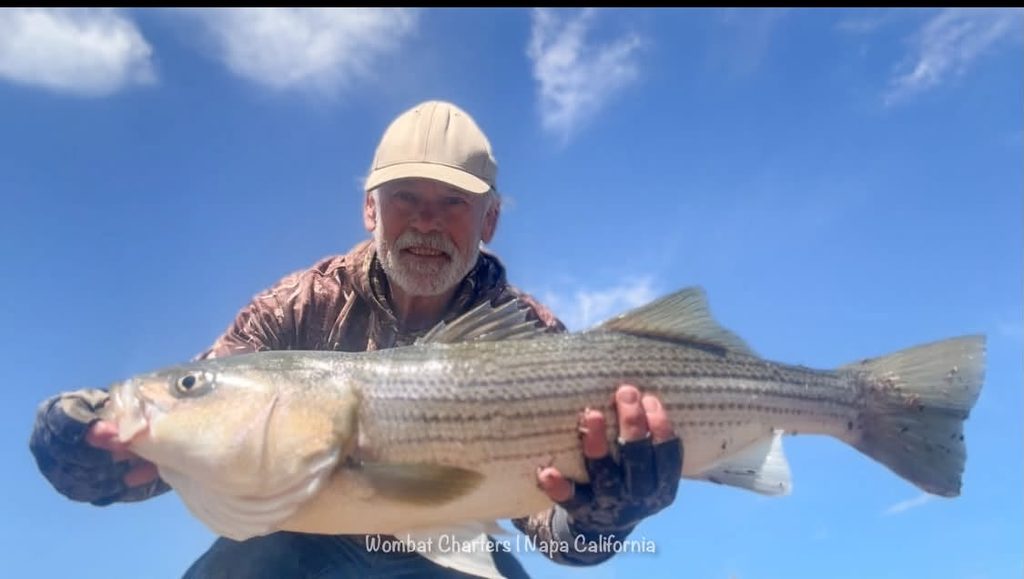 Napa River Striped Bass Guided Fishing Charters on the Napa River just south of downtown Napa and the Napa Valley.