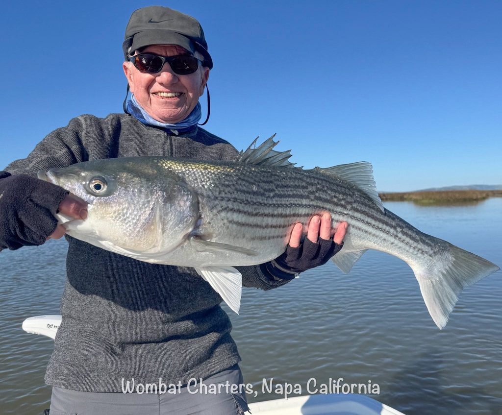 Napa River Striped Bass Guided Fishing Charters on the Napa River just south of downtown Napa and the Napa Valley.
