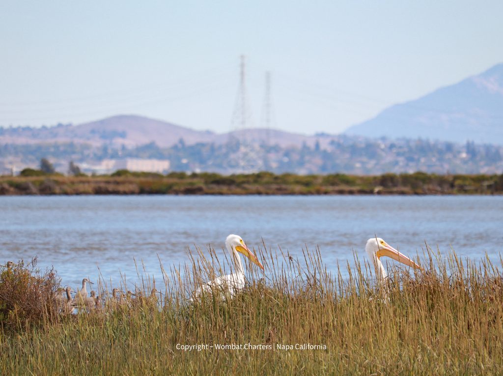 A pair of American White Pelicans seen on a Wombat Charters Birding Tour with Capt Aussie Bob