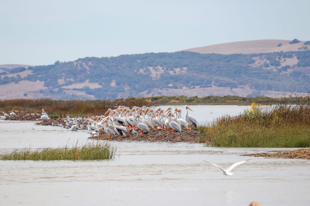 A very large group of American White Pelicans sitting on a levee see while on a birding tour with Wombat Charters Napa California in the Napa Sonoma tidal marshes