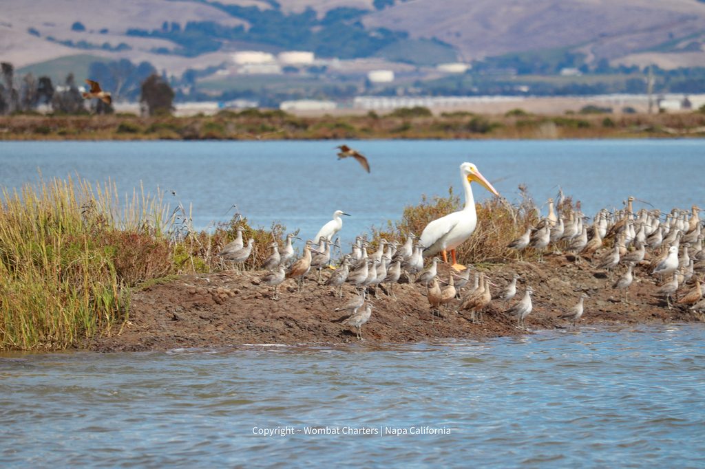 An American White Pelican flies overhead on a birding tour with Wombat Charters Napa California in the Napa Sonoma tidal marshes
