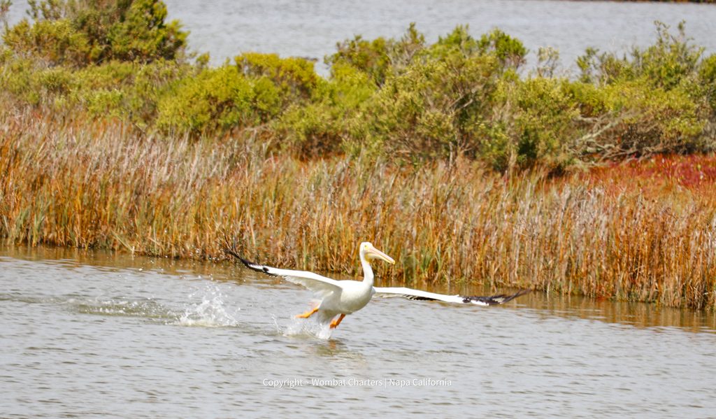 An American White Pelican landing in the Napa Wetlands on a birding tour with Wombat Charters Napa California