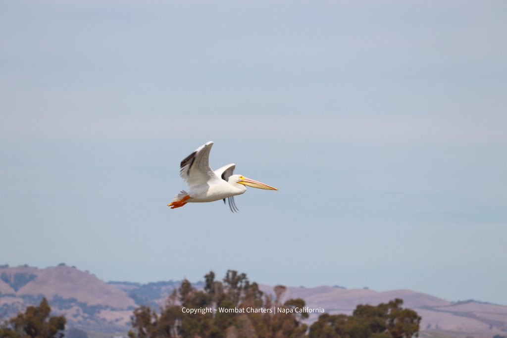 An American White Pelican flies overhead on a birding tour with Wombat Charters Napa California in the Napa Sonoma tidal marshes