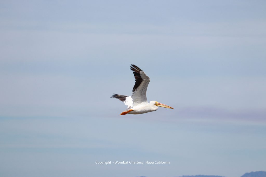 An American White Pelican flies overhead on a birding tour with Capt Aussie Bob, Wombat Charters Napa California