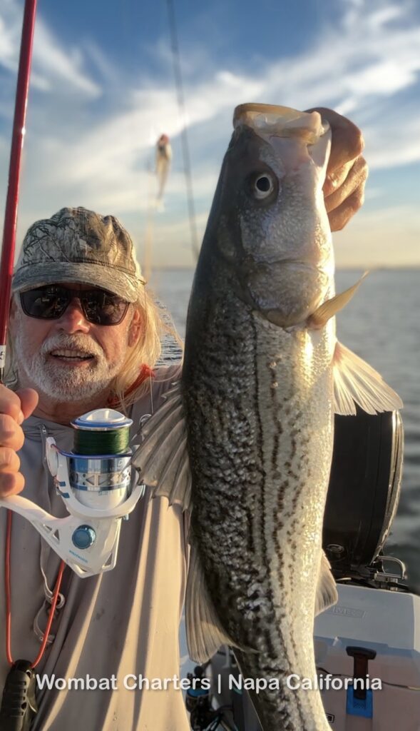 Capt. Aussie Bob, Napa River Striped Bass Fishing Guide with a Striper caught casting lures on light tackle in the shallows 