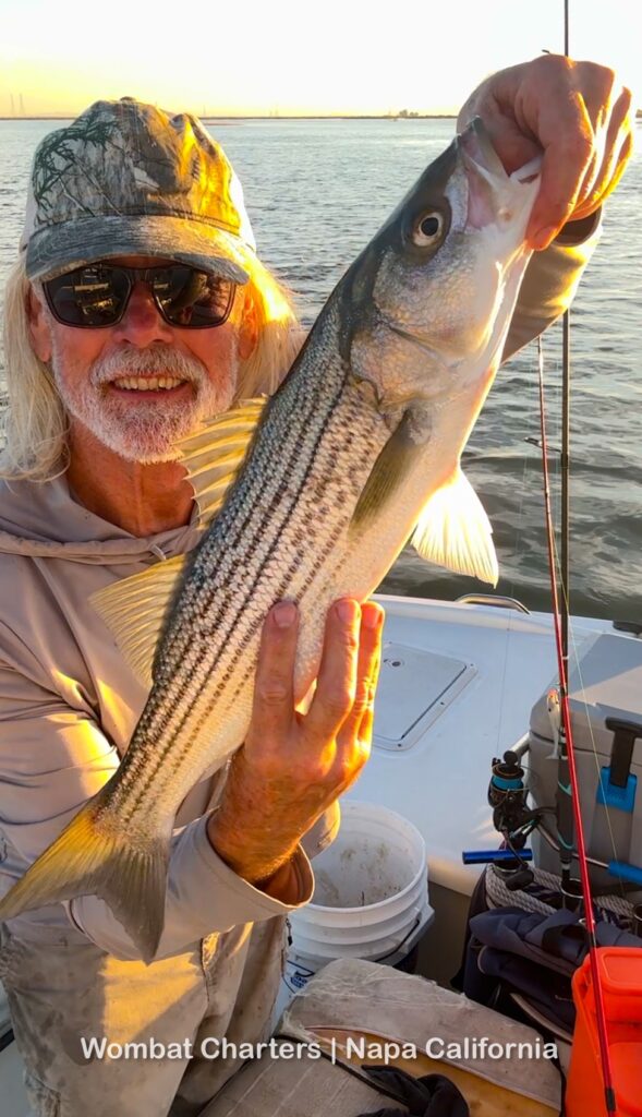 Capt. Aussie Bob, Napa River Striper Fishing Guide with a Striper caught casting lures on light tackle in the shallows 